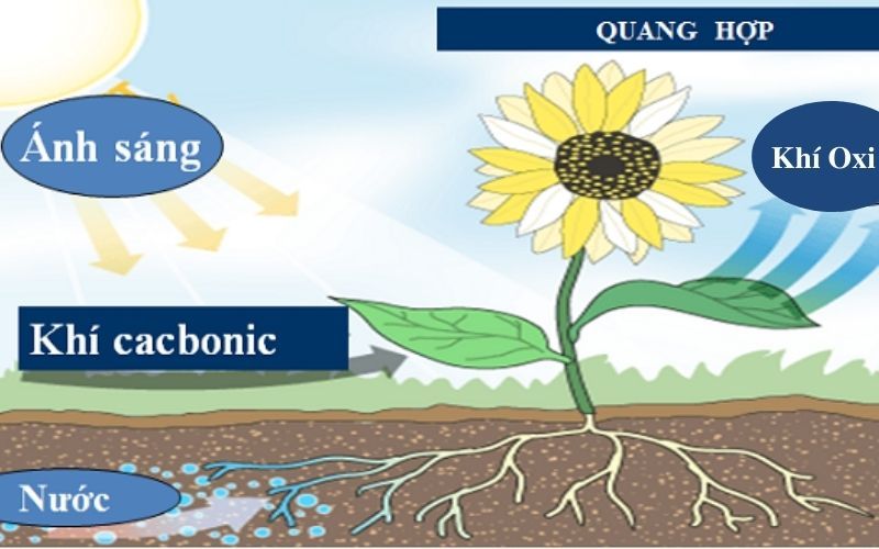 Nguyên liệu của quá trình quang hợp là gì? Gallery 1