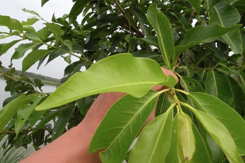 Nước Lá Vối Có Tốt Không?