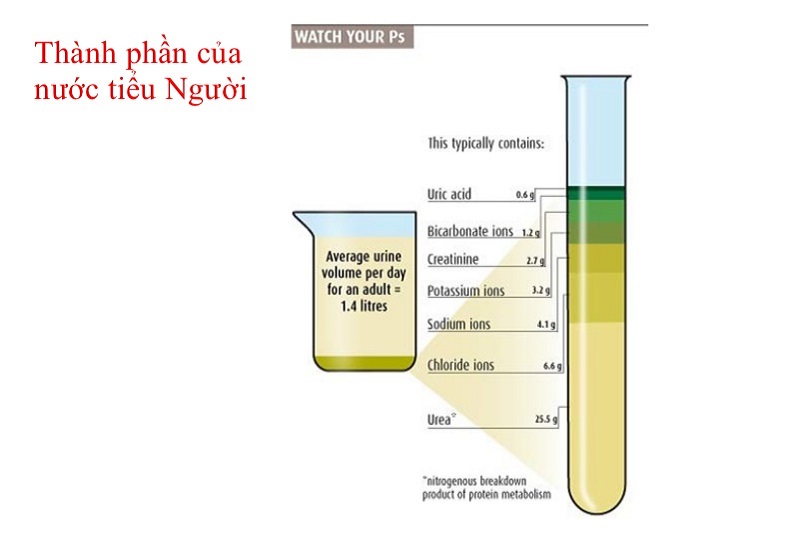 Nước Tiểu Có Mùi Tanh Ở Nữ