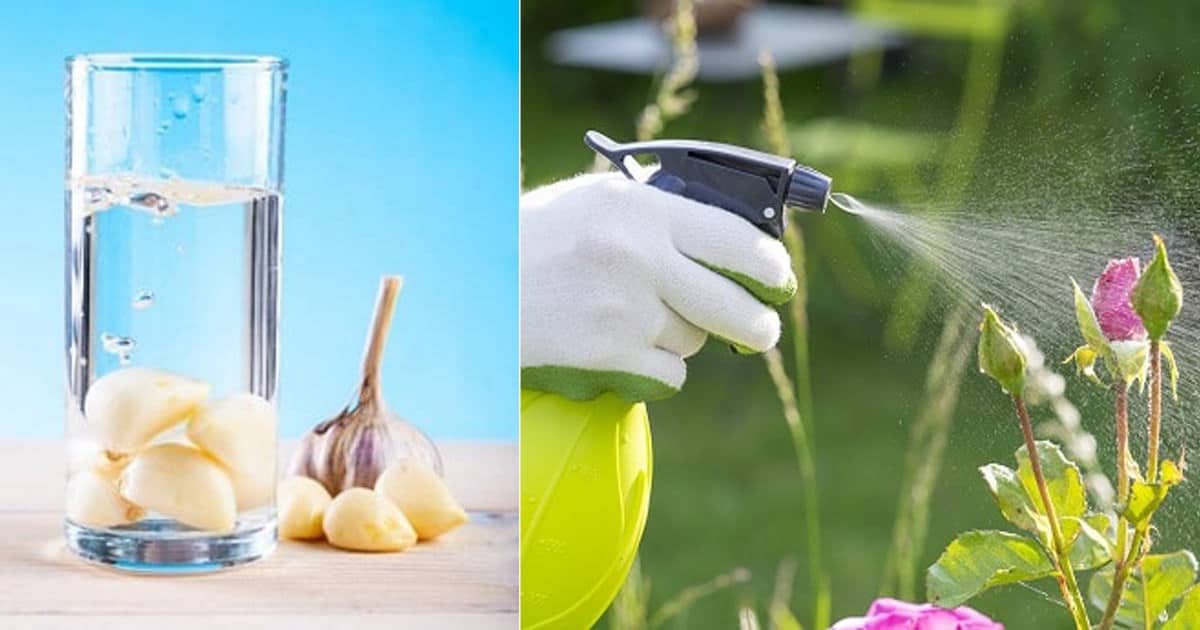 Nước Tỏi Tưới Cây: Công Dụng, Cách Làm và Lưu Ý