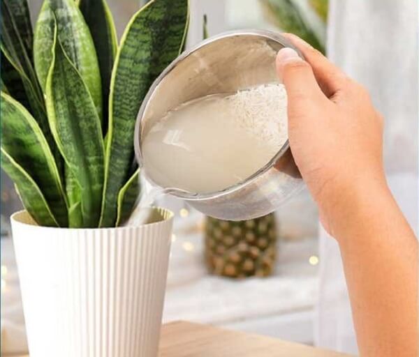 Nước Vo Gạo Tưới Cây: Bí Quyết Làm Vườn Xanh Tươi, Bổ Dưỡng Tự Nhiên