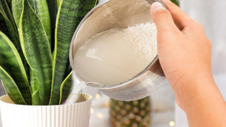 Nước Vo Gạo Tưới Cây Có Tốt Không?