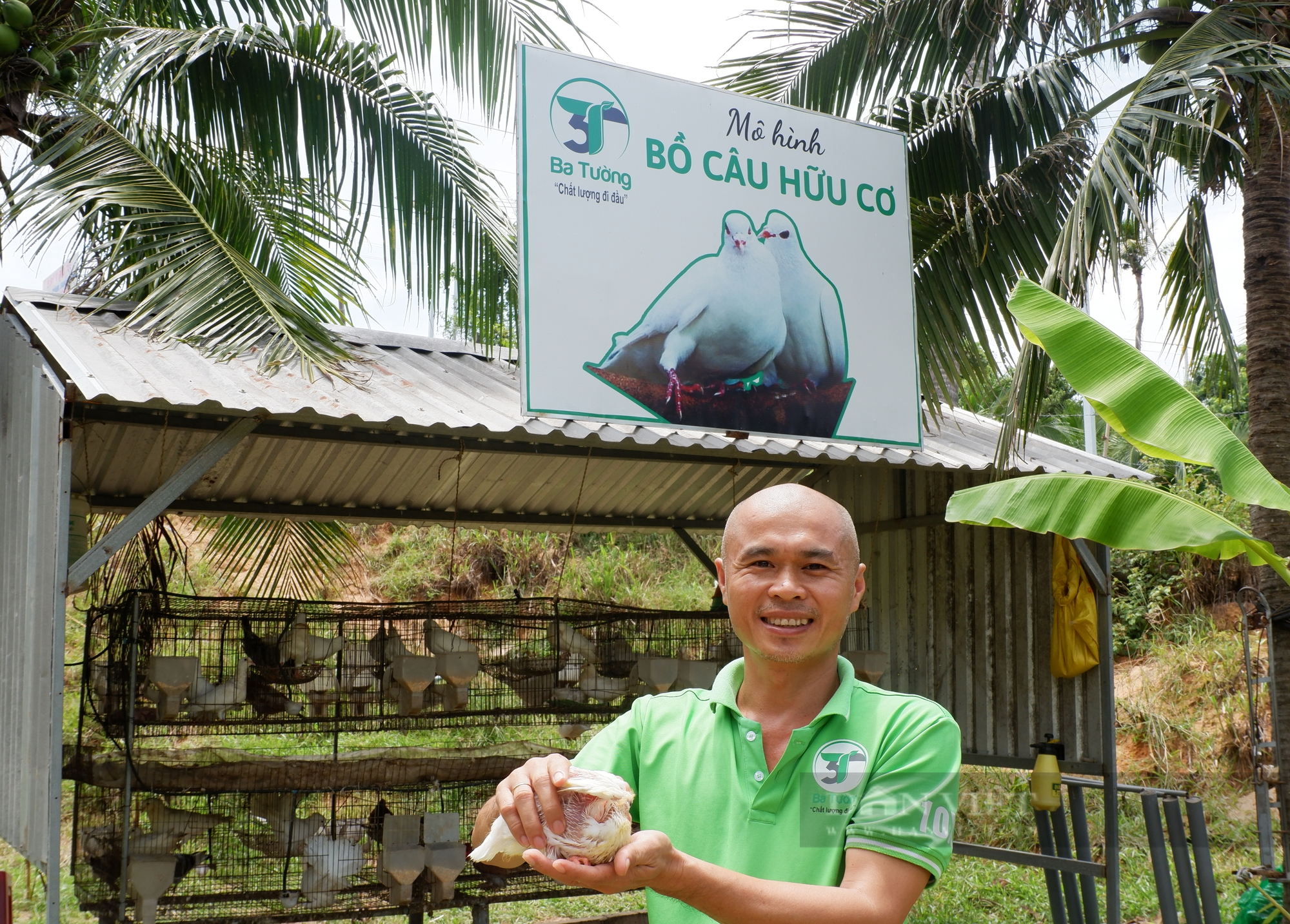 Nuôi Bồ Câu Lỗ Nặng: Hướng Dẫn Chi Tiết Từ A-Z