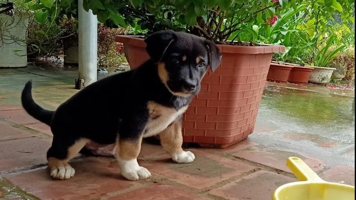 Nuôi chó chân trắng có sao không? Gallery 2