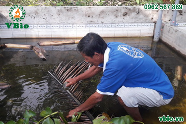 Nuôi Cua Đồng Trong Bể Xi Măng