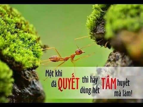Ý Nghĩa Của Sự Quyết Tâm Gallery 2