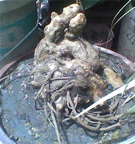 Nuôi Ngải Cho Ăn Gì Gallery 2