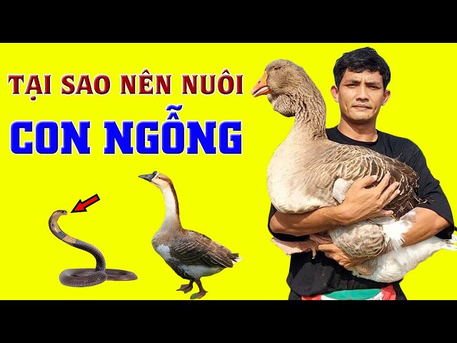 Nuôi Ngỗng Có Xui Không?