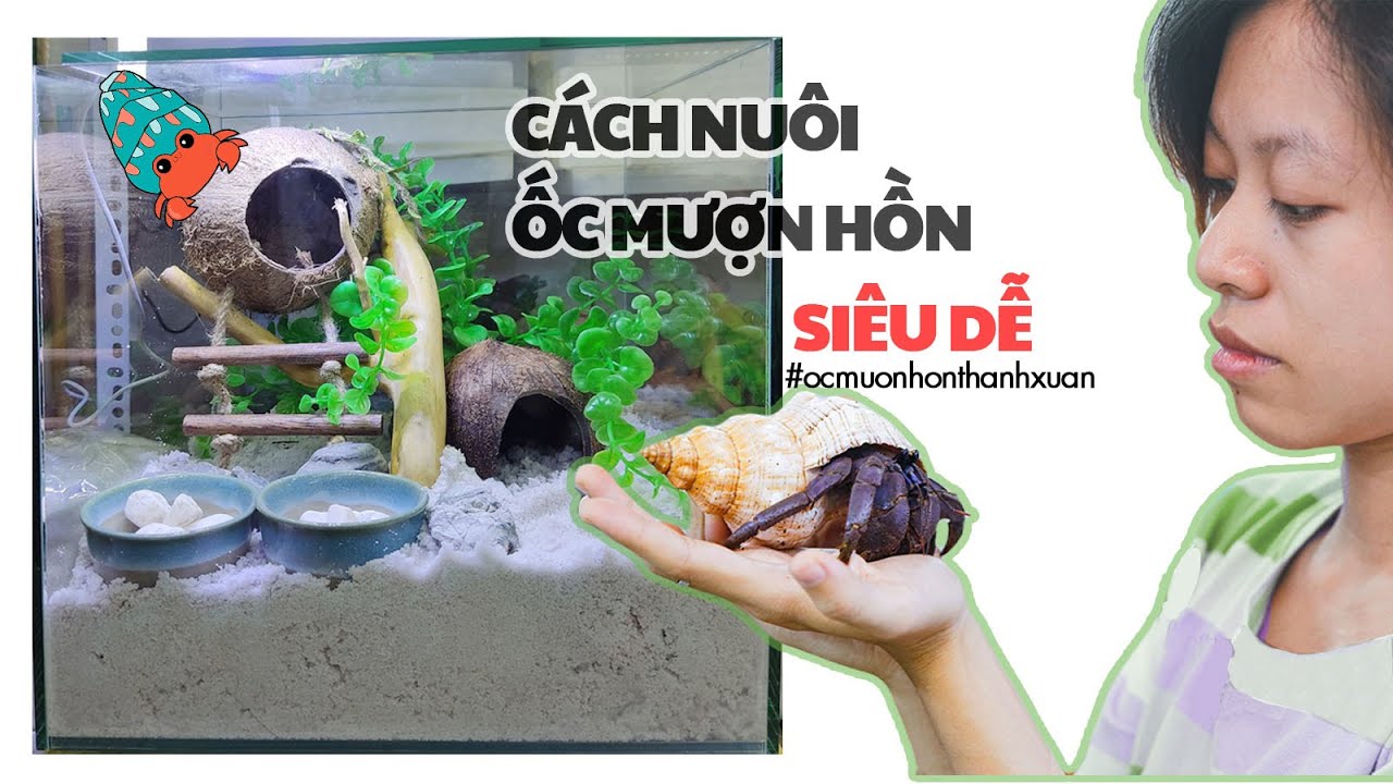 Nuôi Ốc Mượn Hồn: Hướng Dẫn Chi Tiết Từ A Đến Z