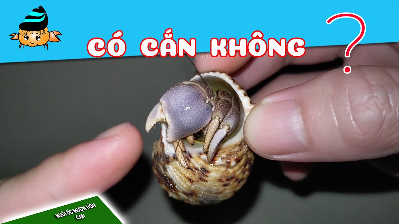 Nuôi ốc mượn hồn có sao không?
