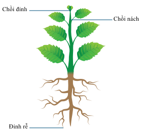 Ở cây hai lá mầm, tính từ ngọn đến rễ, các loại mô phân sinh được sắp xếp theo thứ tự như sau: mô phân sinh đỉnh ngọn, mô phân sinh bên (mô phân sinh trụ mạch và mô phân sinh tầng sinh bần), và mô phân sinh đỉnh rễ.