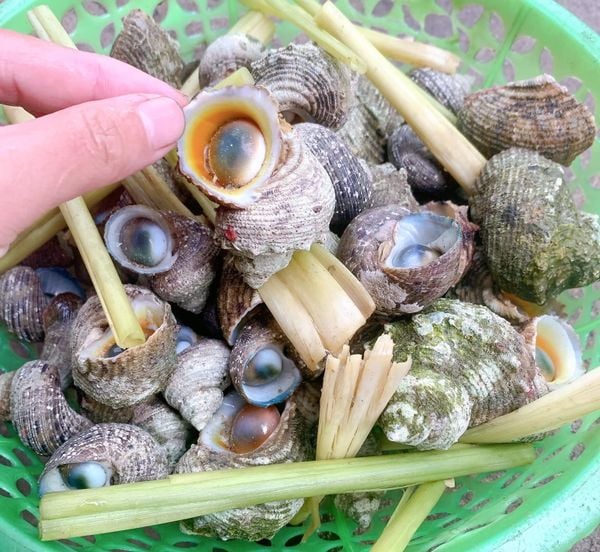 Ốc Mặt Trăng Làm Gì Ngon? Gallery 2