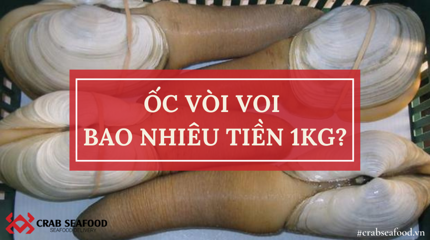 Ốc vòi voi bao nhiêu tiền một ký?