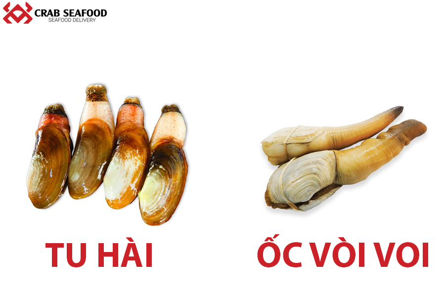 Ốc Vòi Voi và Tu Hài: Sự Khác Biệt, Giá Trị Dinh Dưỡng và Cách Chọn