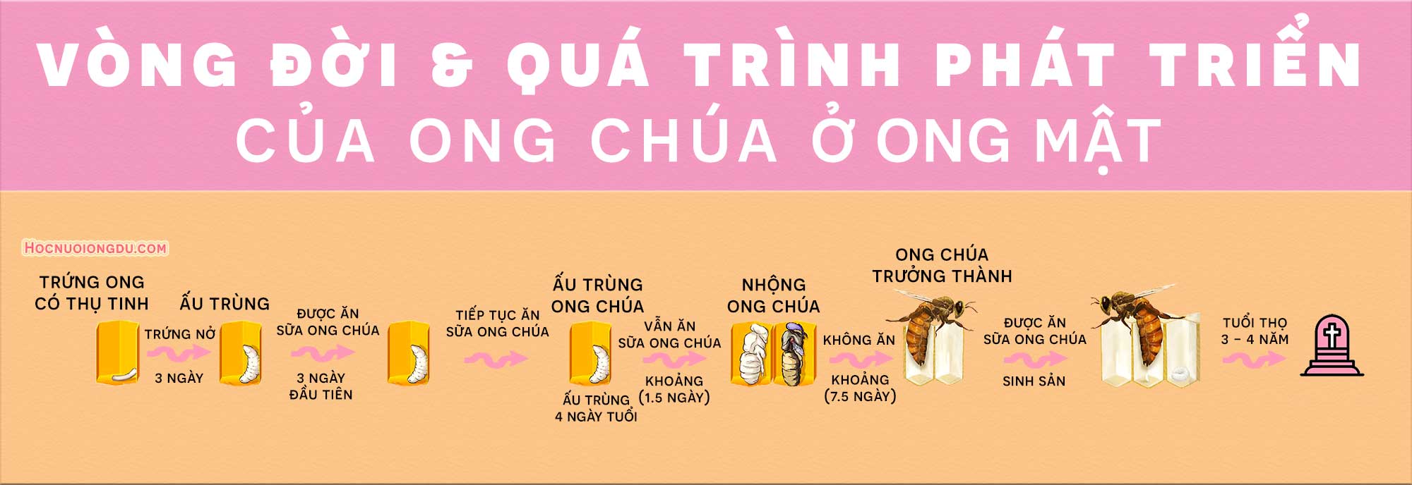 Ong Chúa Bao Nhiêu Ngày Thì Nở?