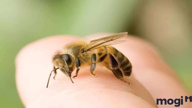 Ong đậu vào tay là điềm gì?