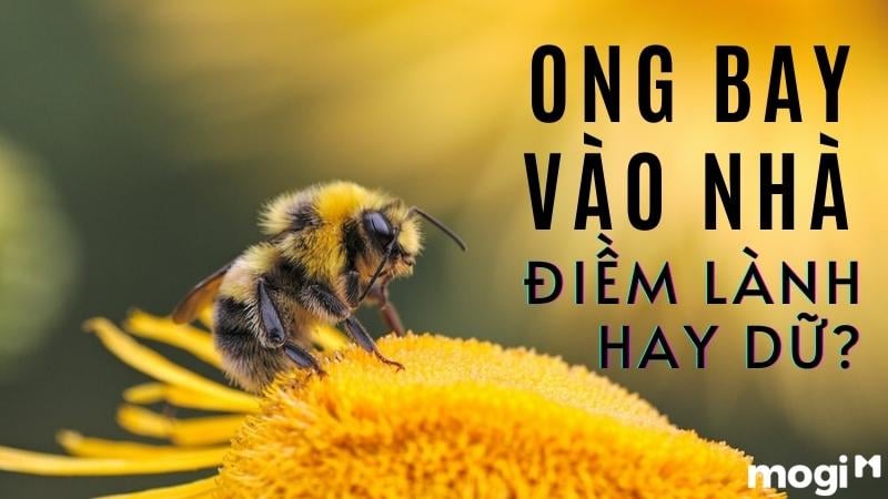 Ong đậu vào tay là điềm gì? Gallery 2
