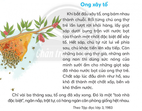 Ong Thợ Lớp 3: Thế Giới Của Những Chú Ong Siêng Năng