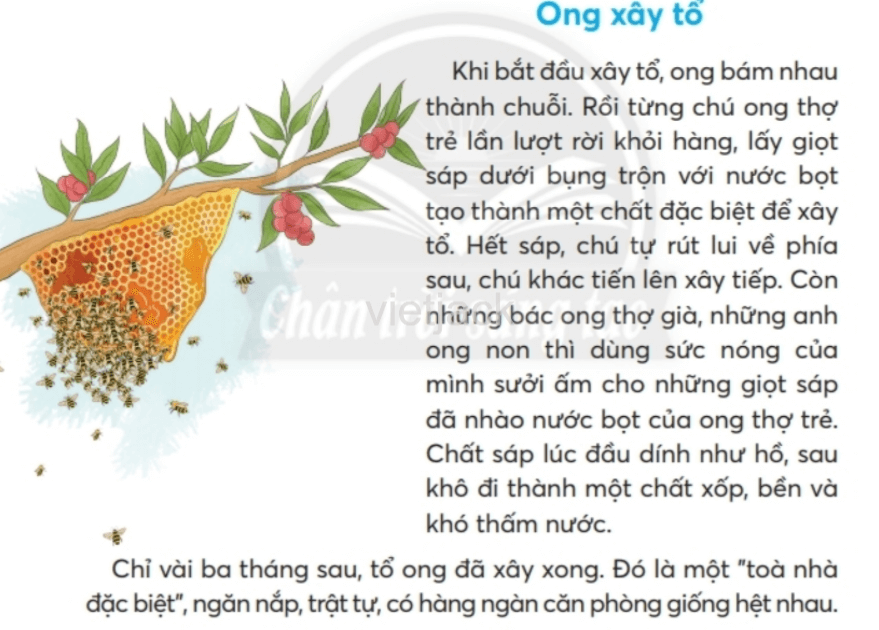 Ong Xây Tổ Như Thế Nào?