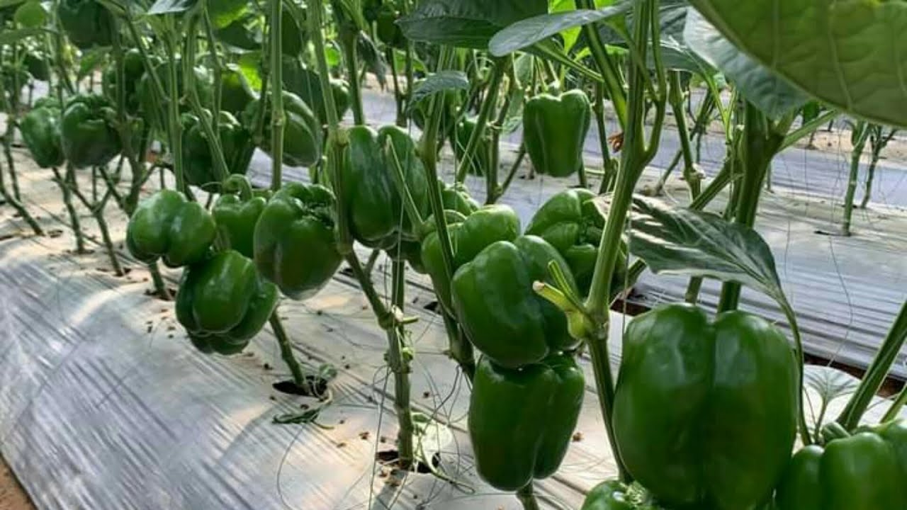 Ớt Chuông Trồng Ở Đâu?