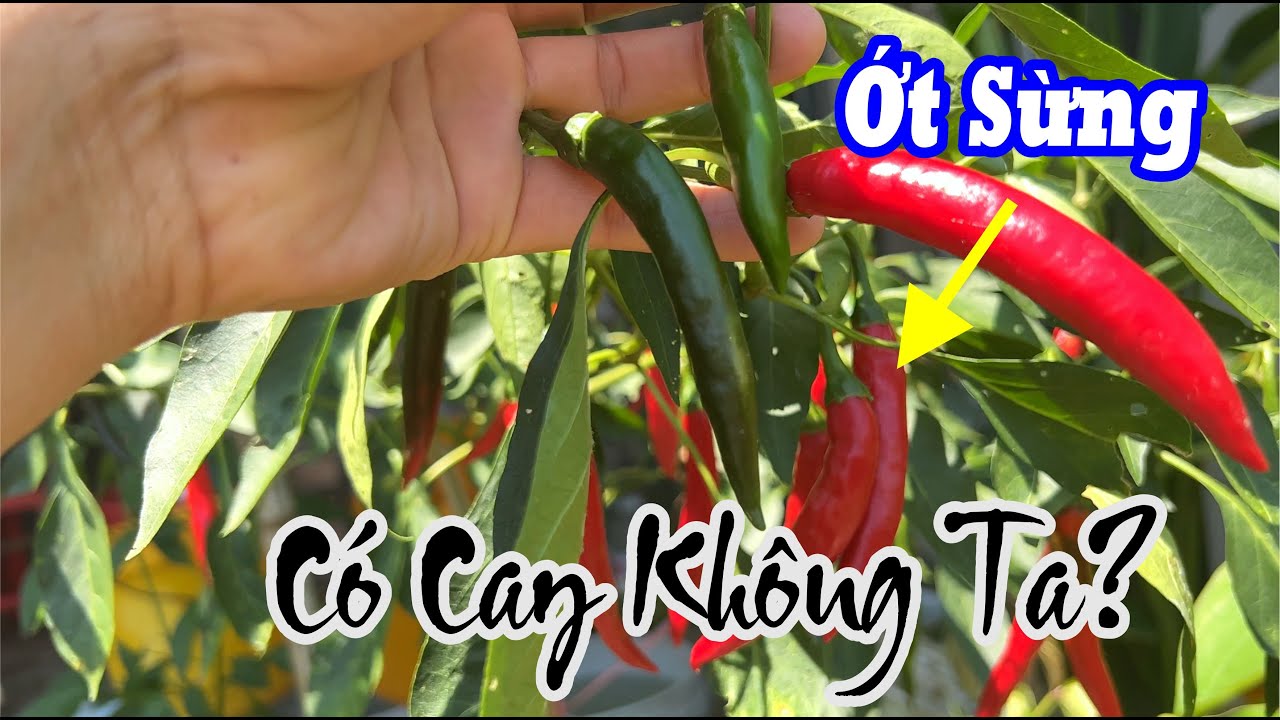 Ớt Sừng Trâu Có Cay Không?