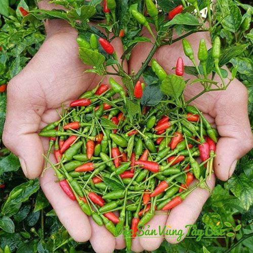 Ớt Thóc Hà Giang: Hương Vị Đỉnh Cao Từ Cao Nguyên Đá