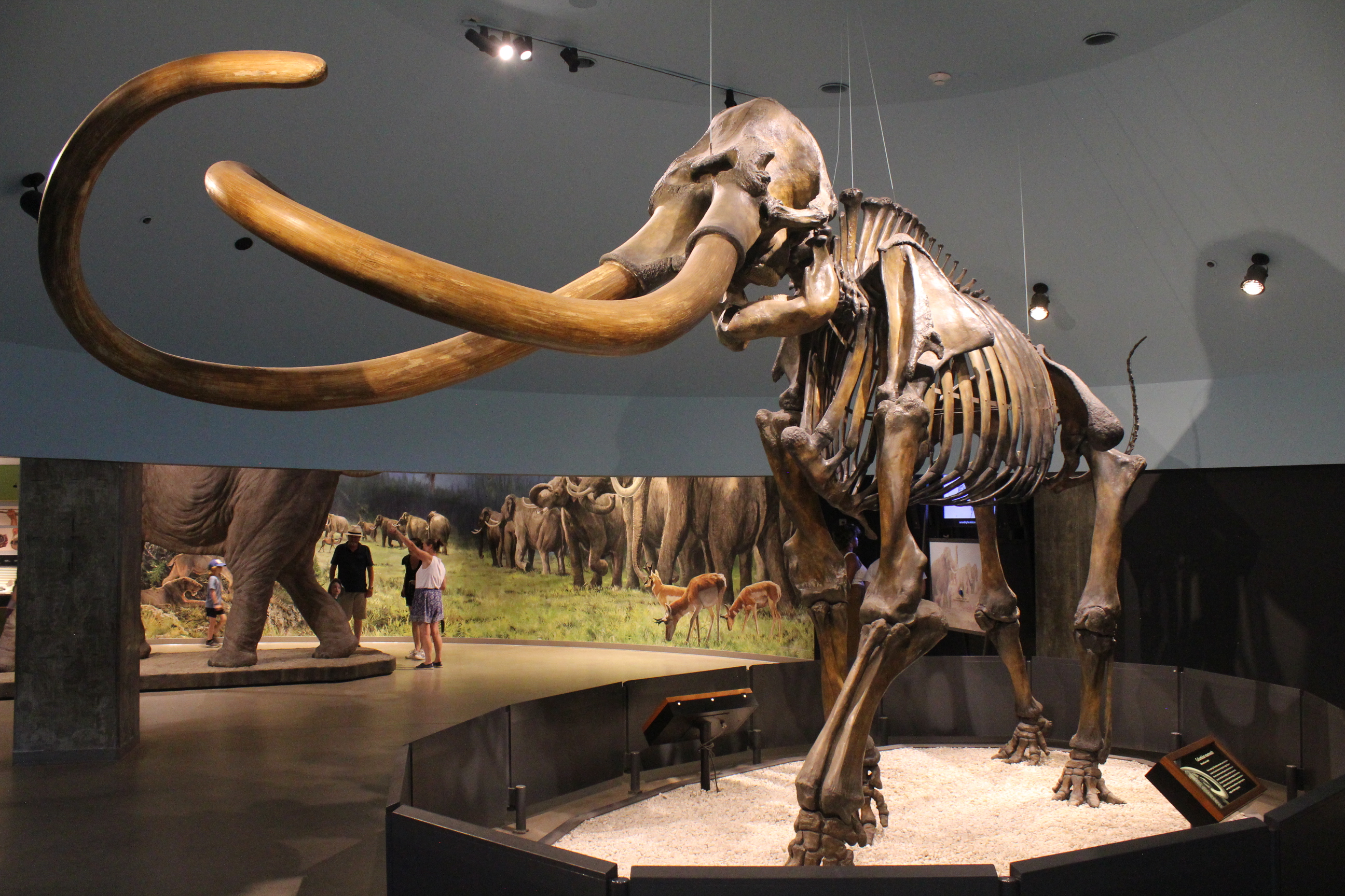 Mammoths: Everything You Need to Know Gallery 2