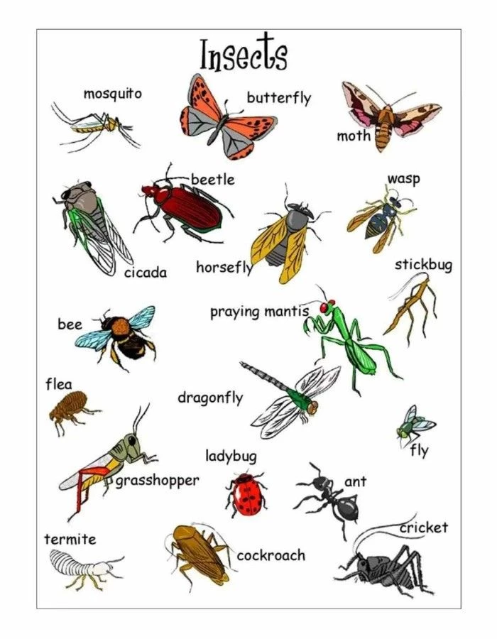 What is a Firefly in English? Gallery 1