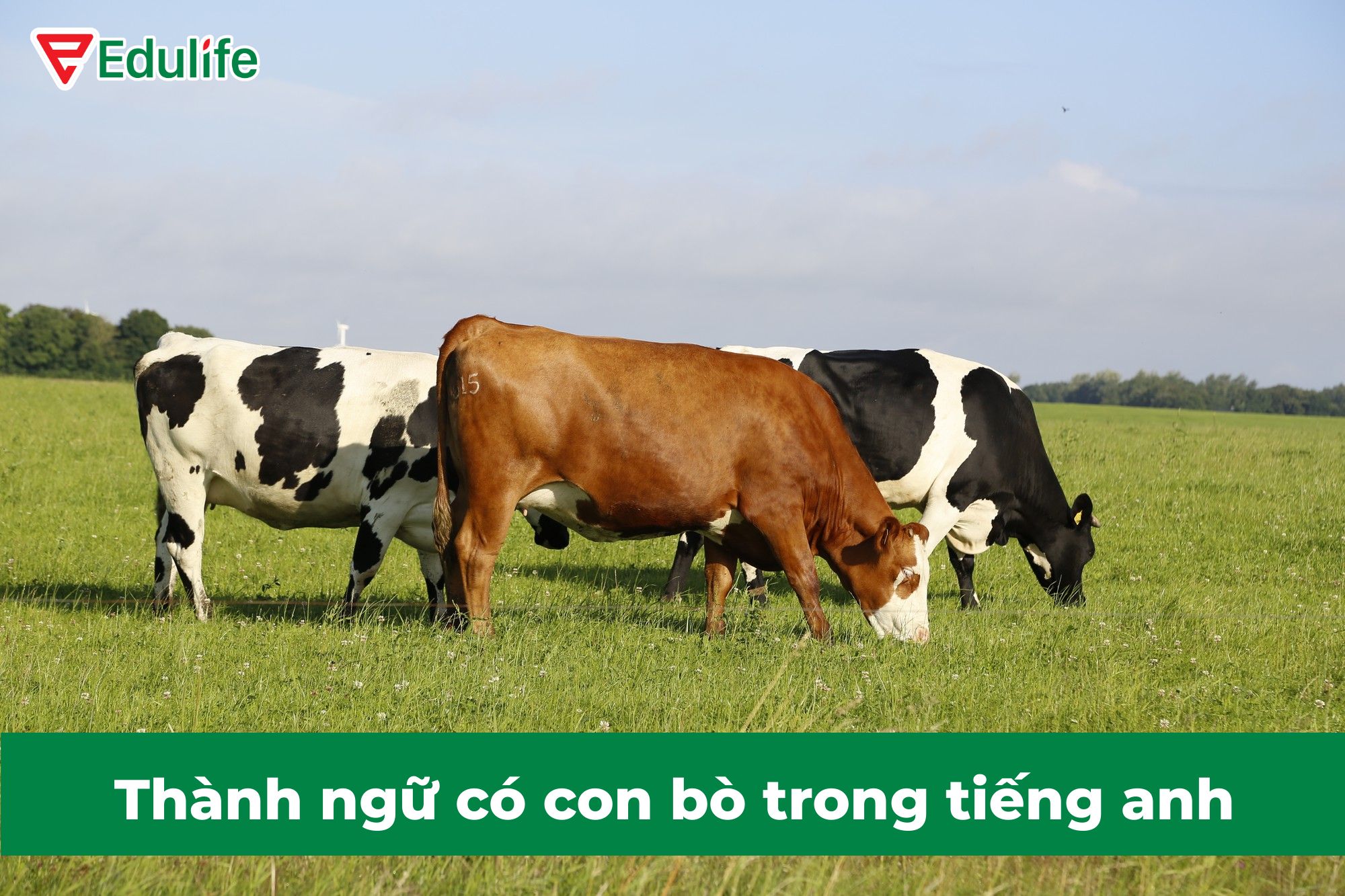 What is the English word for Cow? Gallery 1