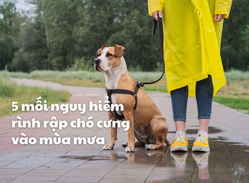 Trời mưa chó chạy vào nhà: Giải đáp thắc mắc và những điều cần biết Gallery 2
