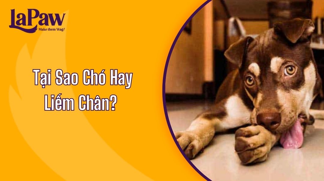 Chó Hay Liếm Chân: Nguyên Nhân Và Cách Khắc Phục Gallery 2