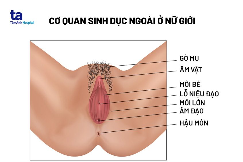 Bướm con gái như thế nào? Gallery 1