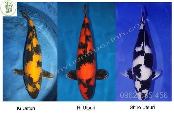 Phân biệt Cá Koi và Cá Chép