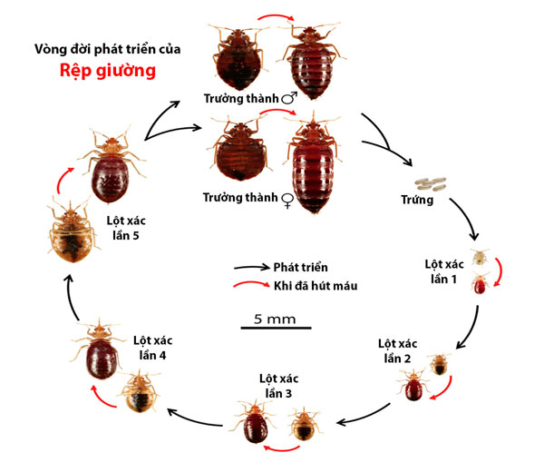 Con rệp là con gì? Gallery 2