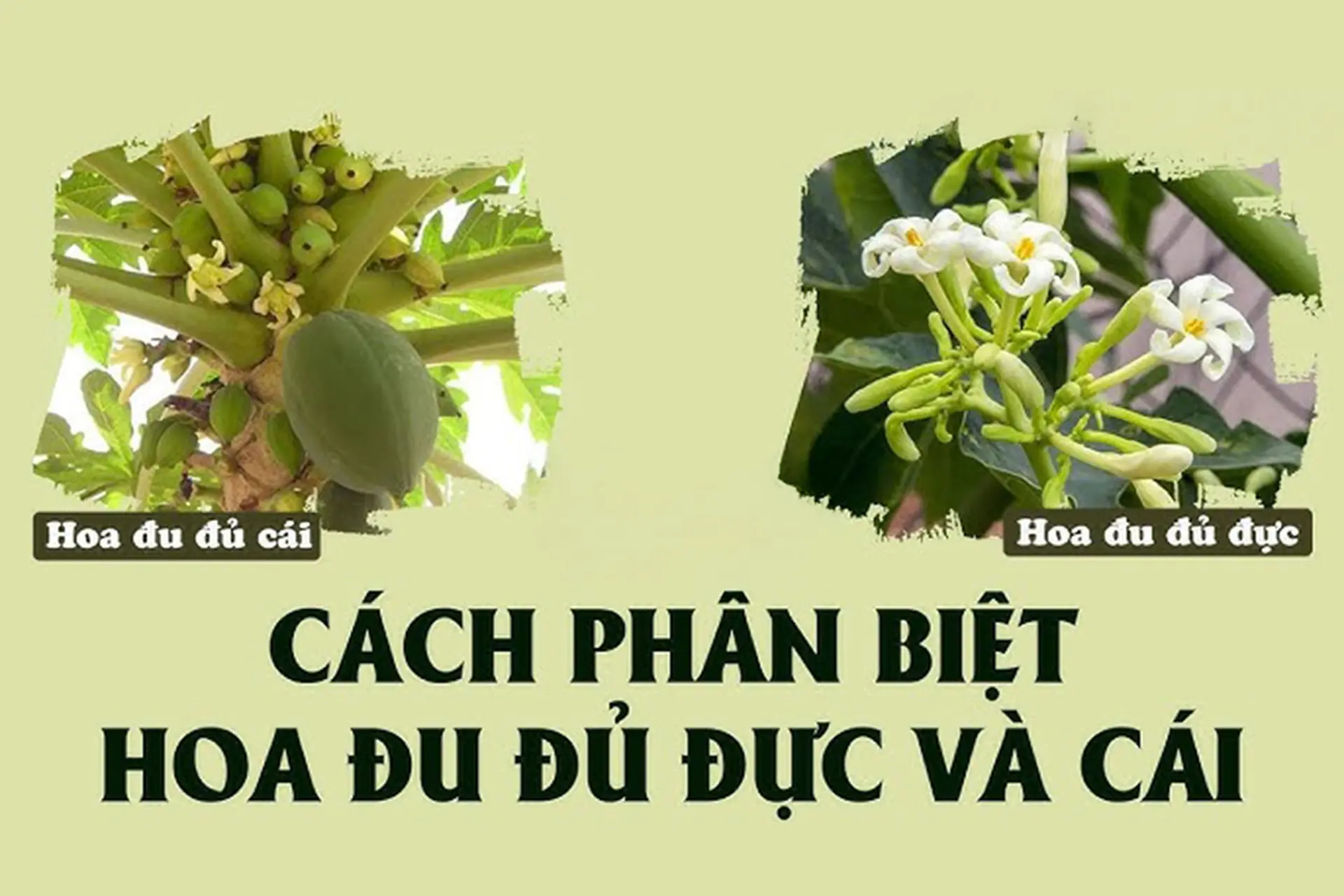Cây đu đủ đực có quả không? Gallery 1