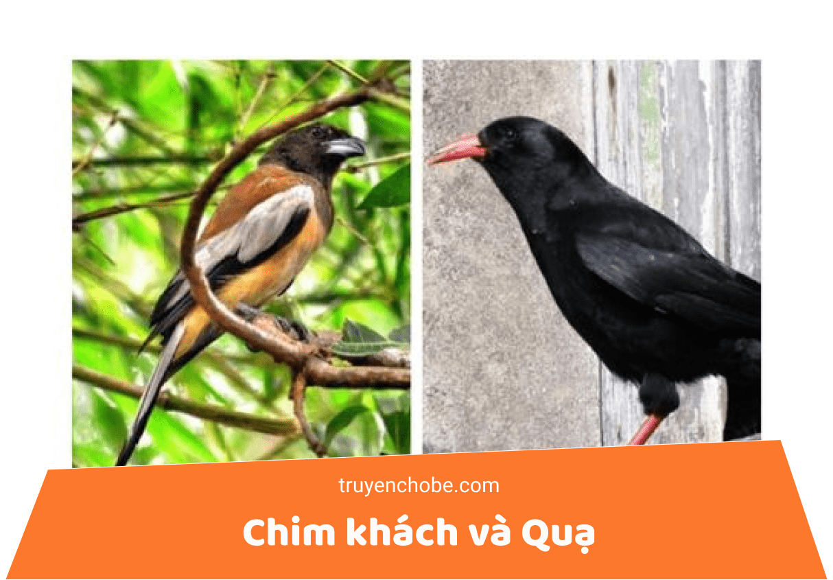 Sự Khác Biệt Giữa Chim Khách và Quạ Gallery 1