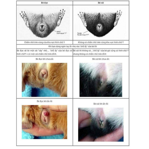 Phân biệt chuột lang đực cái