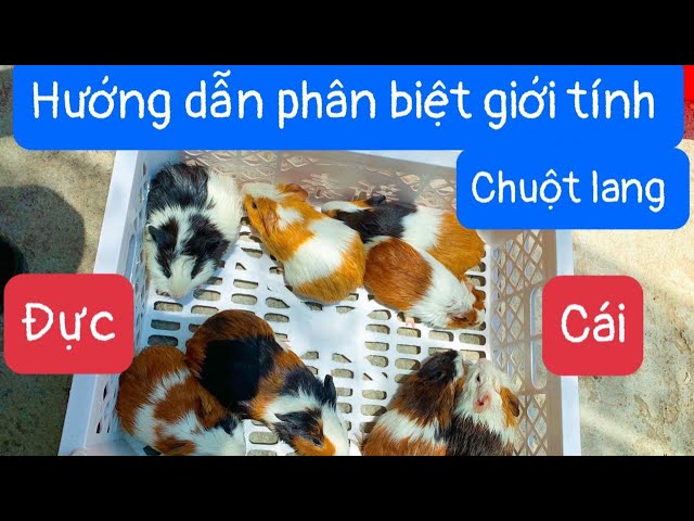 Phân biệt chuột lang đực cái Gallery 2