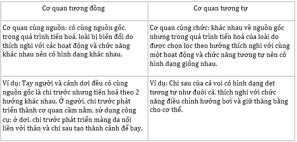 Cơ Quan Tương Tự Là Những Cơ Quan Nào? Gallery 1
