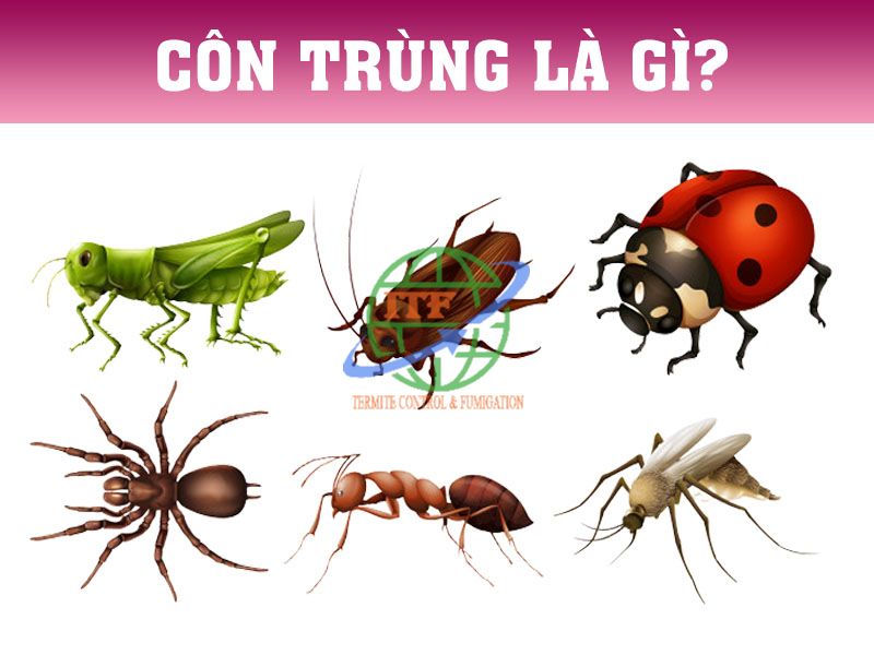 Con gì 6 chân? Gallery 2