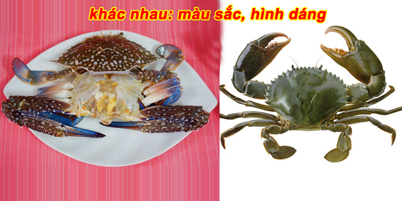 Phân biệt cua và ghẹ - Khám phá sự khác biệt giữa hai loài giáp xác ngon lành