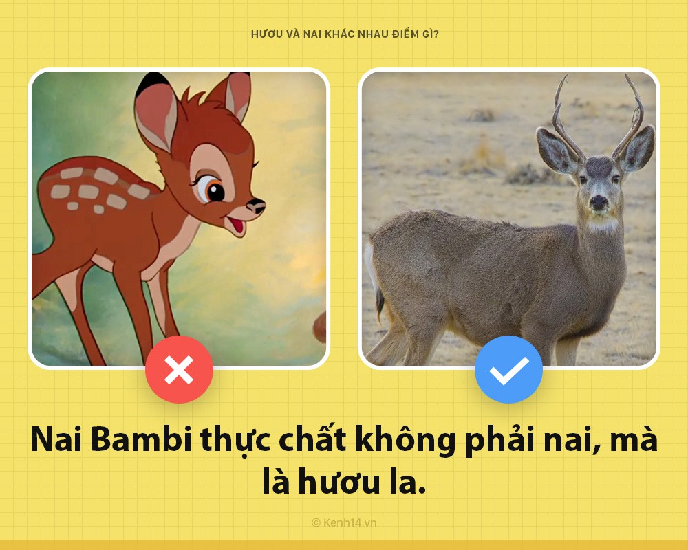 Phân biệt hươu và nai Gallery 2
