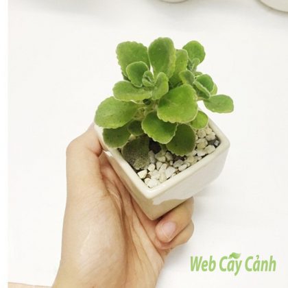 Nhất Mạt Hương Là Cây Gì? Gallery 2