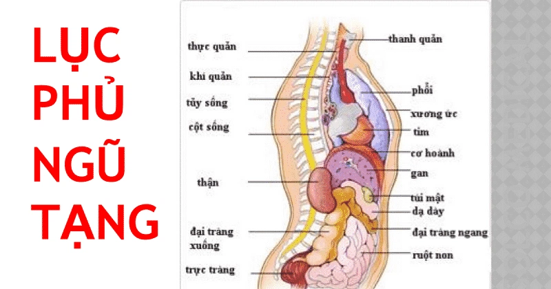 Nô tỳ là gì? Gallery 2
