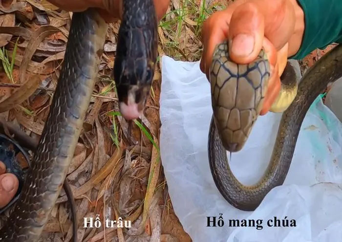 Rắn Hổ Mang Chúa Có Mào? Sự Thật Về Loài Rắn Huyền Thoại Gallery 1