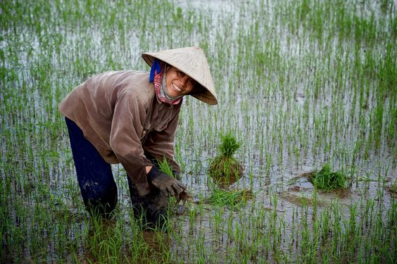 Ruộng Cao Trồng Màu, Ruộng Cấy Chiêm Gallery 1