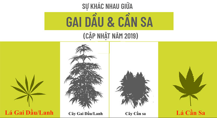 Sà Cân Là Gì? Gallery 2