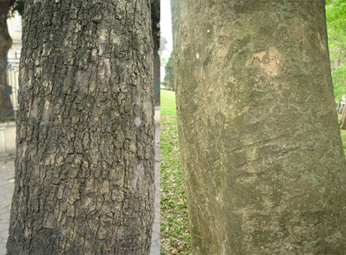 Cách phân biệt Sưa đỏ và Sưa trắng Gallery 1