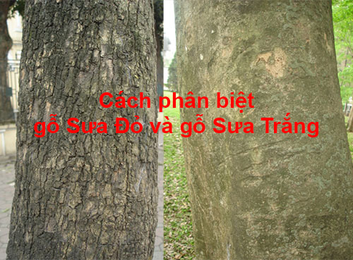 Cách phân biệt Sưa đỏ và Sưa trắng Gallery 2