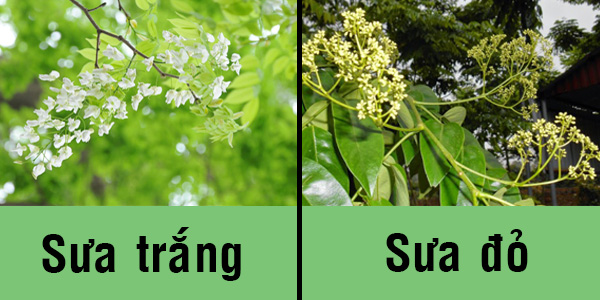 Sưa Đỏ và Sưa Trắng: Khác Biệt, Ứng Dụng và Giá Trị Gallery 1